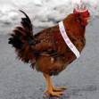 I couldn't resist. A chicken with a tiara?
